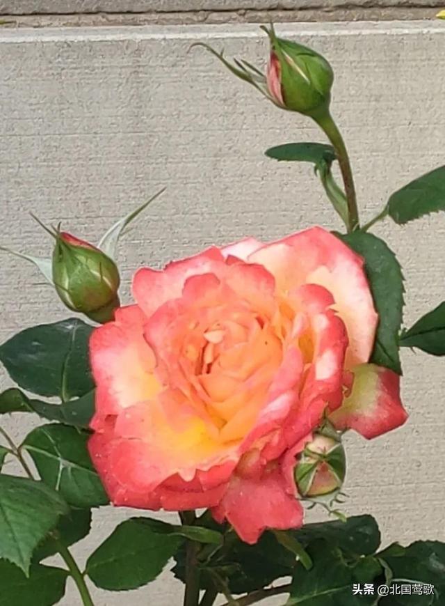 关于玫瑰花的诗句有哪些（关于玫瑰花的诗句英文）