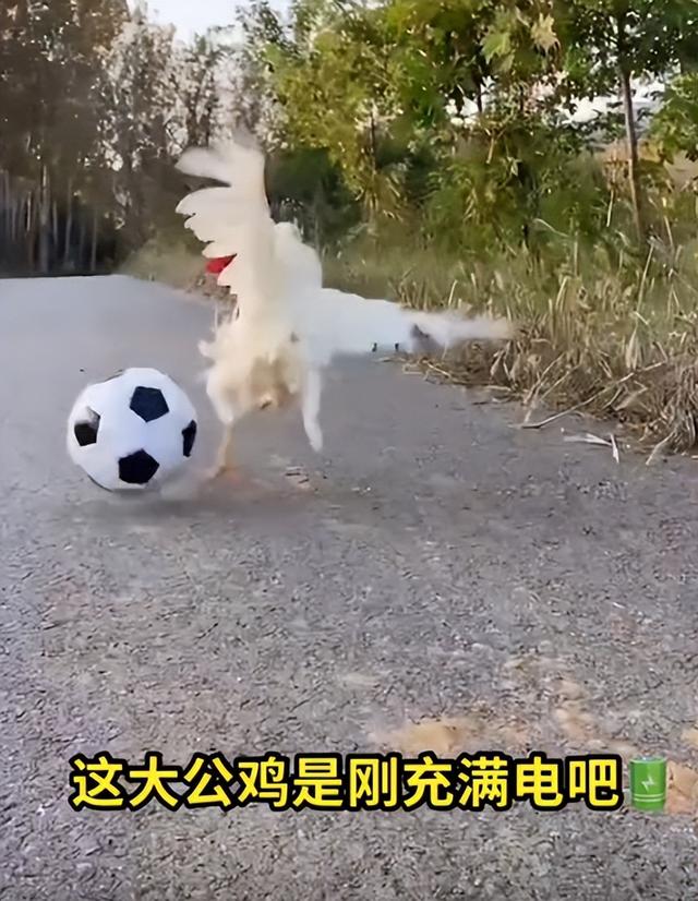 小狗踢足球简笔画（小狗踢足球的电影）