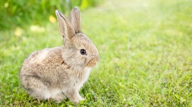 关于兔子的故事和传说有哪些，关于兔子的故事和传说名称！