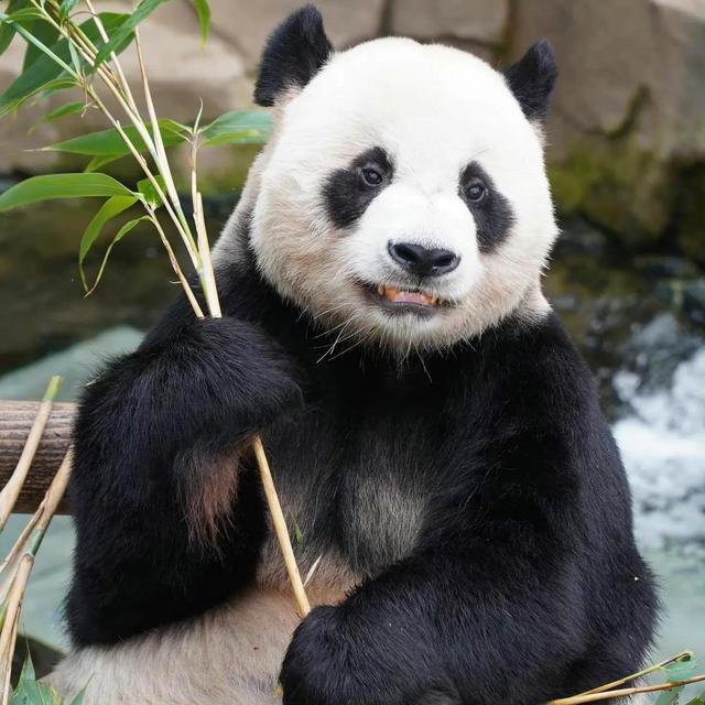 国宝大熊猫作文300字三年级下册三个自然段，国宝大熊猫作文300字三年级下册语文！