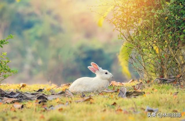 小灰兔和小白兔故事，小灰兔和小白兔故事舒服舒服！