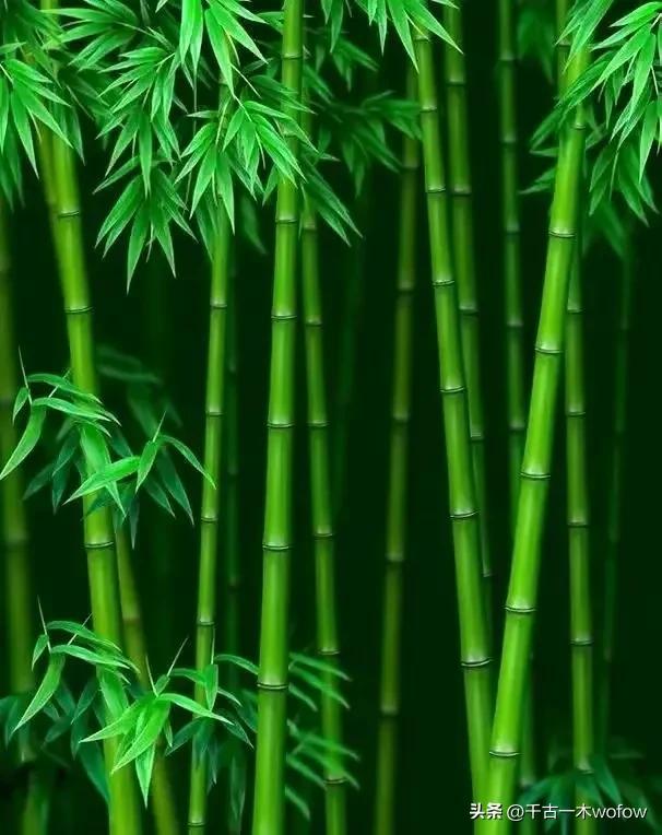 关于竹的诗句古诗词，关于竹的古诗词