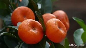 橘子怎么写英语，orange是橘子还是橙子